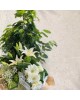 Ficus Benjamin Plant